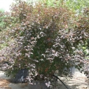 Physocarpus Diabolo