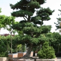 Pinus bonsaï