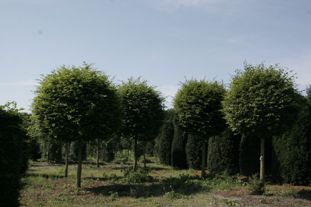 Haagbeuk (1)