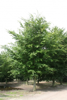 Beuk (1)