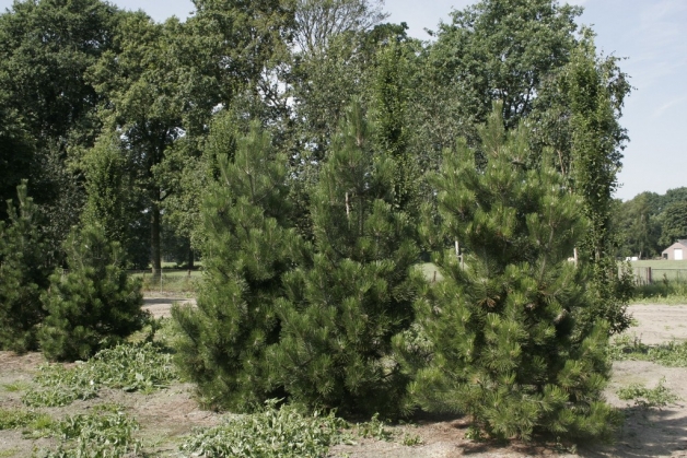 Slangehuid den (1)