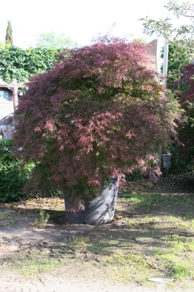 Japanse Esdoorn (1)