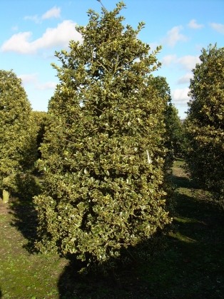 Bonte Hulst (2)