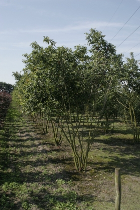 Krentenboom (2)