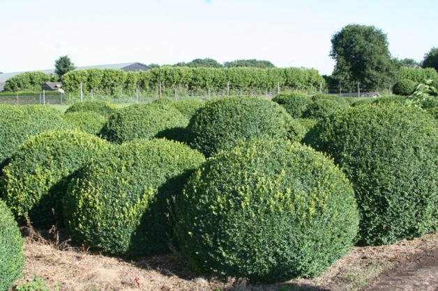 Buxus - bolvorm (1)