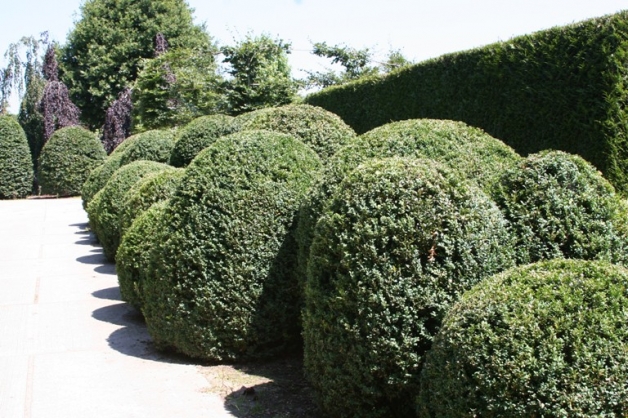 Buxus wolkenhaag (1)