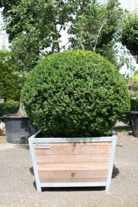 Buxus in bak Annabelle (1)
