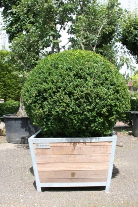 Buxus in bak Annabelle (1)