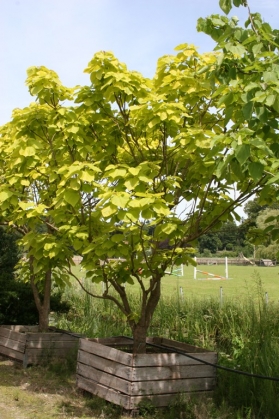 Catalpa - gele trompetboom (1)