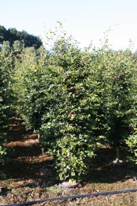 Beuk -  haagplant (1)