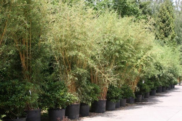 Bamboe (1)