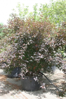 Physocarpus Diabolo (1)
