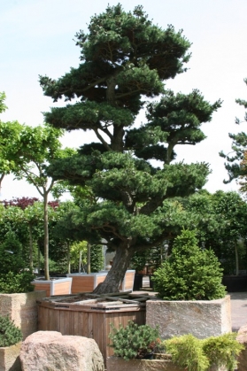 Pinus bonsaï (1)