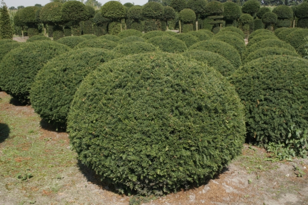 Venijnboom bolvorm (2)