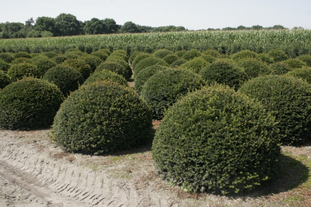 Venijnboom bolvorm (3)