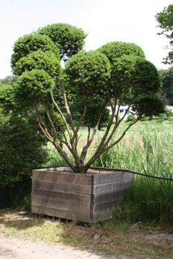 Venijnboom (1)
