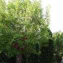 Witte moerbei Witte moerbei