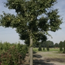 Koningslinde Koningslinde