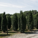 Venijnboom