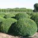 Buxus - bolvorm