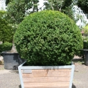 Buxus in bak Annabelle