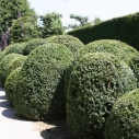 Buxus wolkenhaag Buxus wolkenhaag