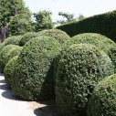 Buxus wolkenhaag