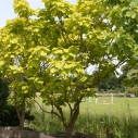 Catalpa - gele trompetboom Catalpa - gele trompetboom