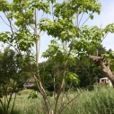 Catalpa - gele trompetboom Catalpa - gele trompetboom