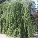Treurbeuk Treurbeuk