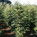 Beuk - haagplant Beuk - haagplant