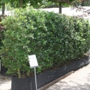 Hulst - haagelement Hulst - haagelement