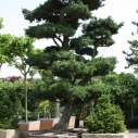 Pinus bonsaï Pinus bonsaï