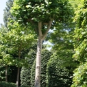 Knotplataan Knotplataan