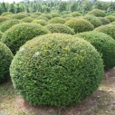 Venijnboom bolvorm Venijnboom bolvorm