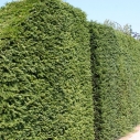 Venijnboom haagplant Venijnboom haagplant