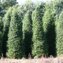 Venijnboom kegel Venijnboom kegel