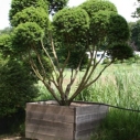 Venijnboom Venijnboom