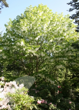 Vaantjesboom, Zakdoekenboom (1)