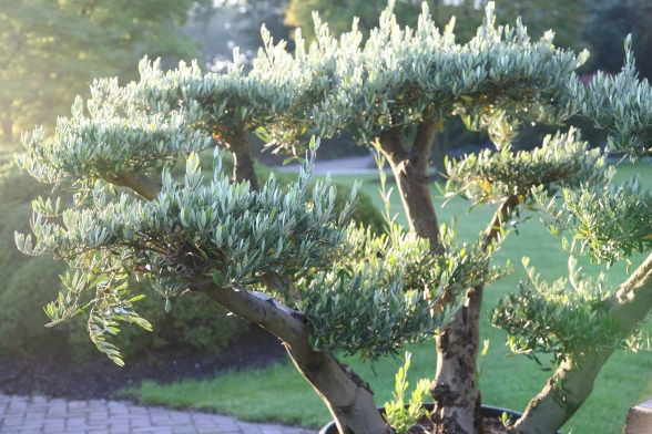 | Kwekerij exclusieve bomen en planten | Tuinaanleg | Tuinontwerp| Tuinonderhoud